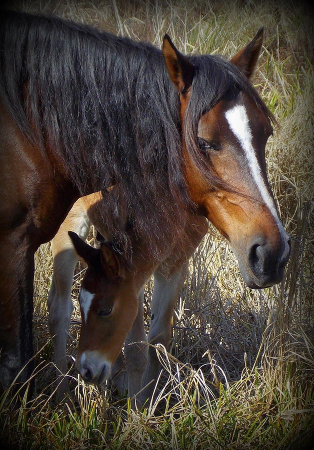 Cracker Horse Mare an Colt Photograph by Sheri McLeroy