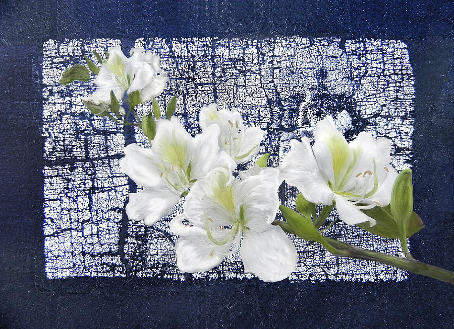 Crackled White Flowers Digital Art by Frances Miller