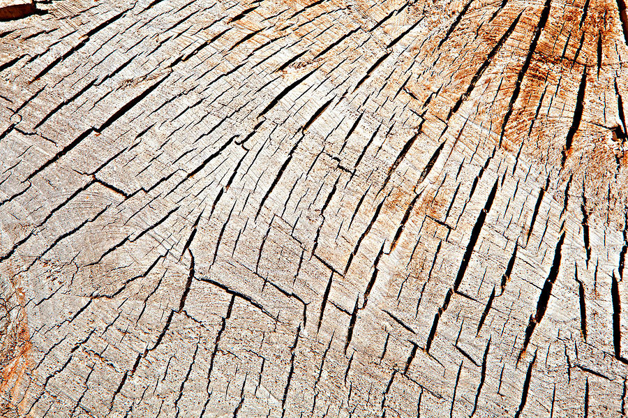 Cracks In Wood Textures 59 Photograph by David Hare