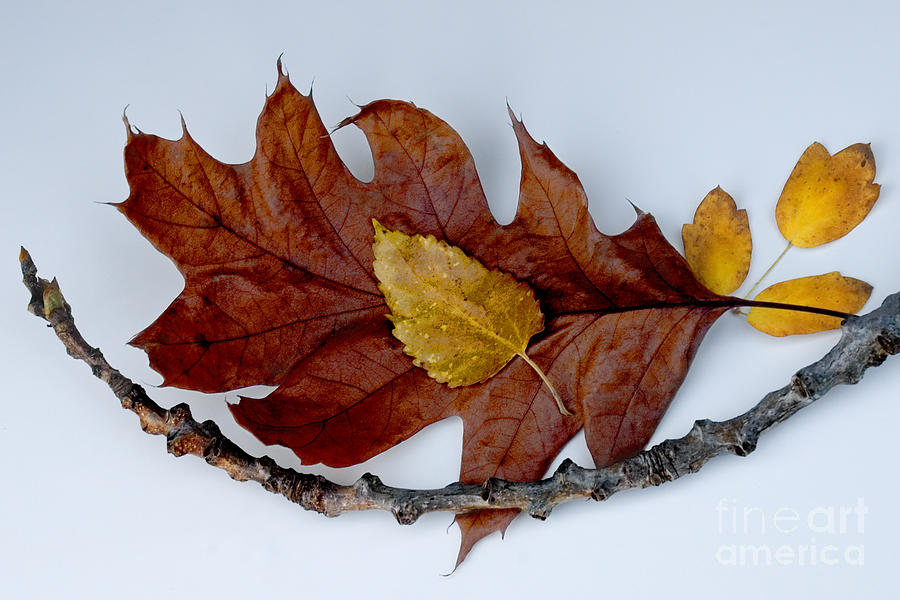 Cradled Leaves Photograph by Michael Arend