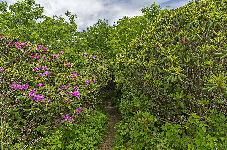 Craggy Garden Pathway Near The Blue Ridge Parkway Photograph by Willie Harper