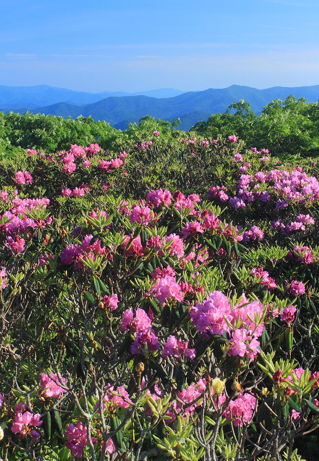 Craggy Gardens Catawa Rhododendrons Photograph by John Burk