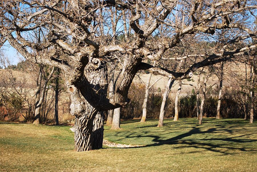 Craggy Oak Photograph by Greni Graph