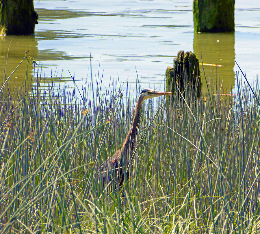 Crane in Tall Grass Photograph by Laurie Tsemak
