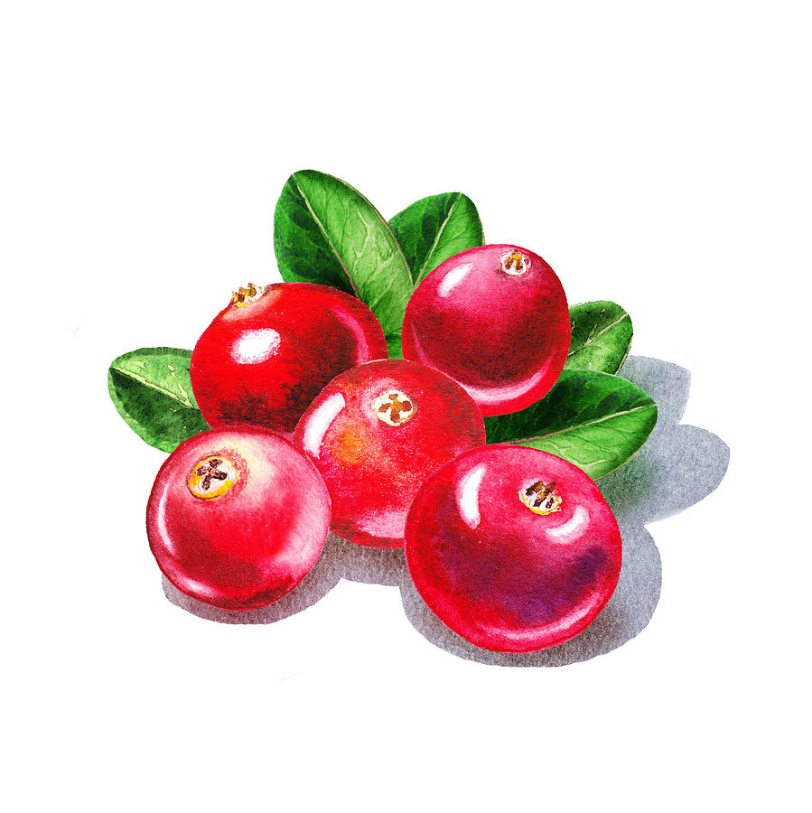 Cranberries Painting