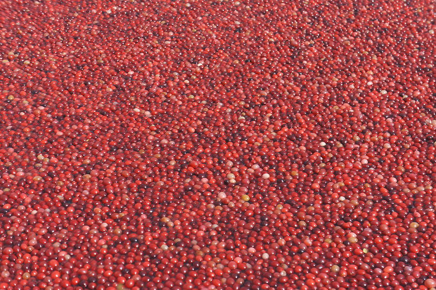 Cranberries Photograph by Laurie Perry