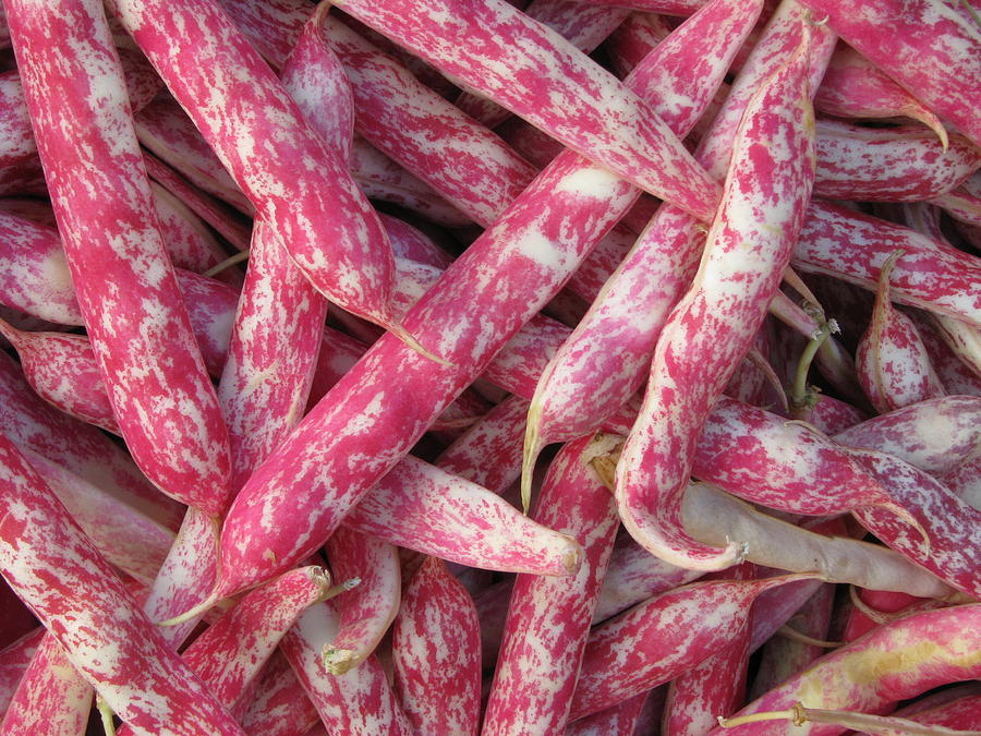 Cranberry Beans Photograph by Samuel Sheats
