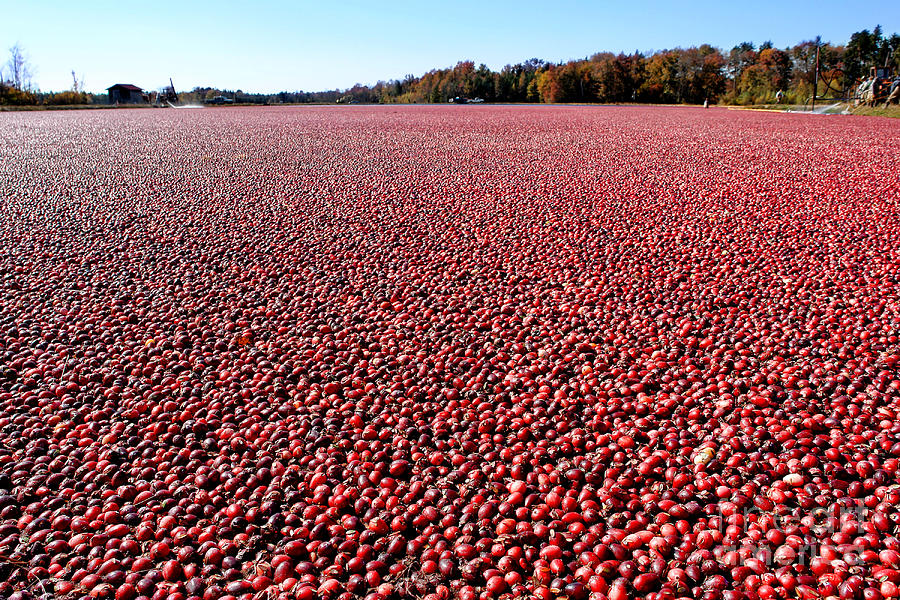 Cranberry Bog in New Jersey Photograph by Olivier Le Queinec