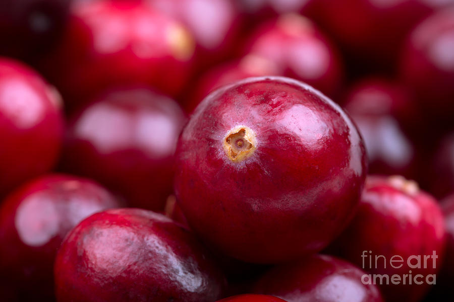 Nature Photograph - Cranberry closeup by Jane Rix