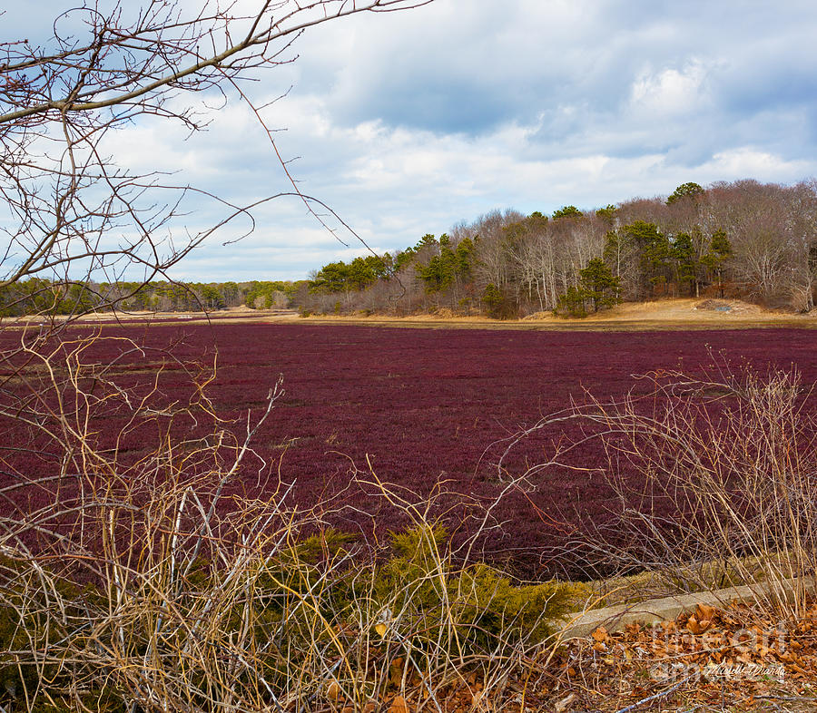 Tree Photograph - Cranberry Fields Forever by Michelle Constantine