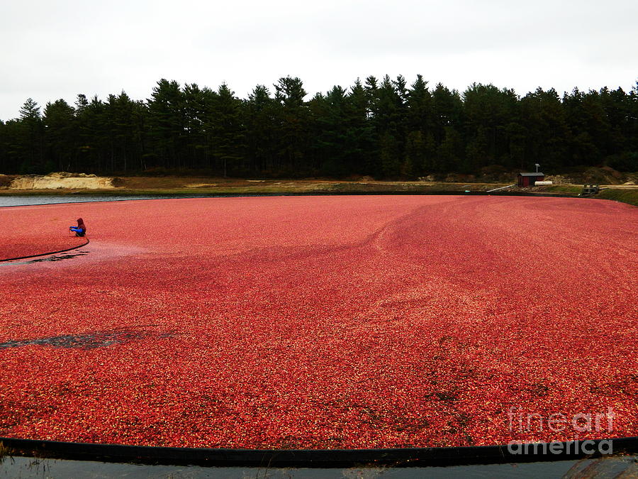 Cranberry Harvest 2 Photograph