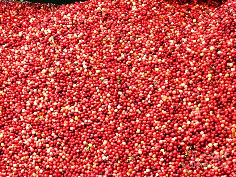 Cranberry Harvest 3 Photograph by Andrea Anderegg