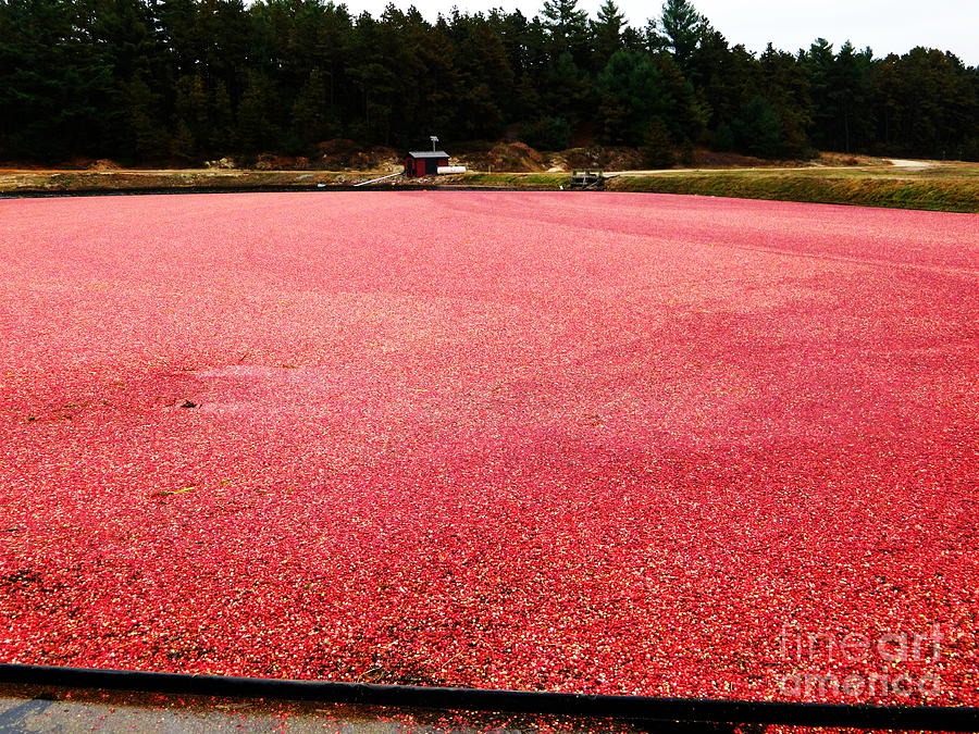 Juice Photograph - Cranberry Harvest 4 by Andrea Anderegg