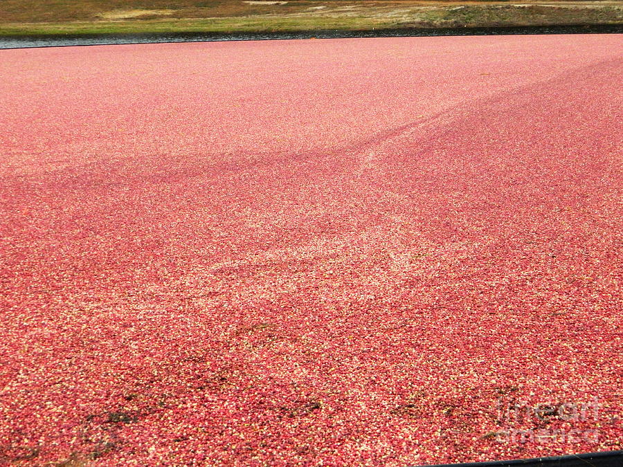 Cranberry Harvest Photograph by Andrea Anderegg