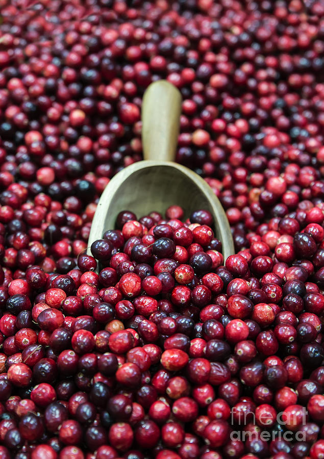 Cranberry Harvest Photograph by John Greim Fine Art America
