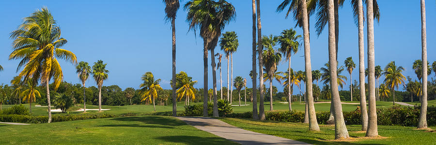 Crandon Park Palms Photograph by Ed Gleichman