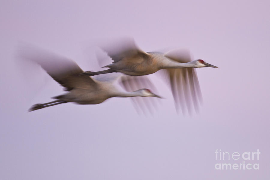 Crane blur at dusk Photograph by Bryan Keil