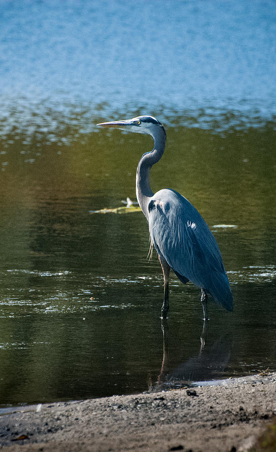 Crane Photograph by Charlotte Craig | Fine Art America