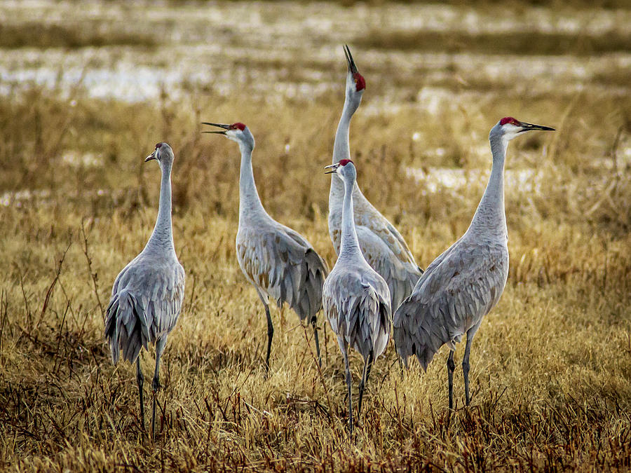 Fall Photograph - Crane Convention by Jean Noren