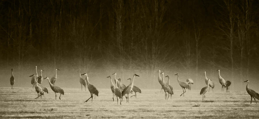 Crane Dance in Sepia Photograph by Kathy Clark