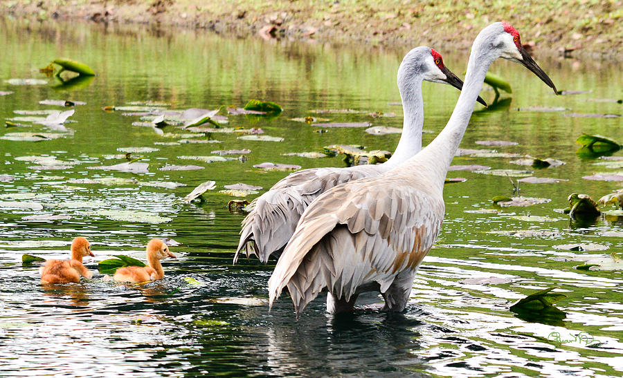 Crane Family Goes For A Swim Photograph by Susan Molnar