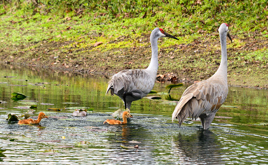 Crane Family Swim II Photograph by Susan Molnar