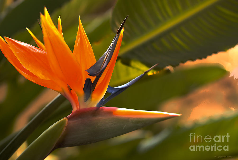 Crane Flower or the Bird of Paradise Photograph by Mary Jane Armstrong
