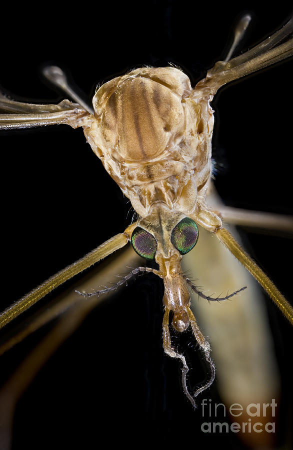Crane Fly Face Photograph by Phil Degginger