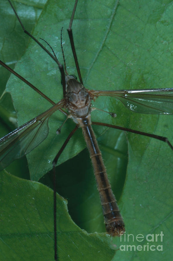 Crane Fly Photograph by Gregory G. Dimijian, M.D.