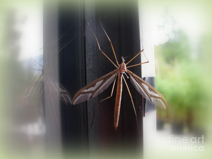Crane Fly Photograph by Leone Lund