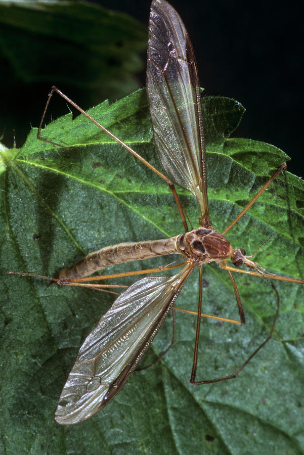 Crane Fly Photograph by M F Merlet/science Photo Library