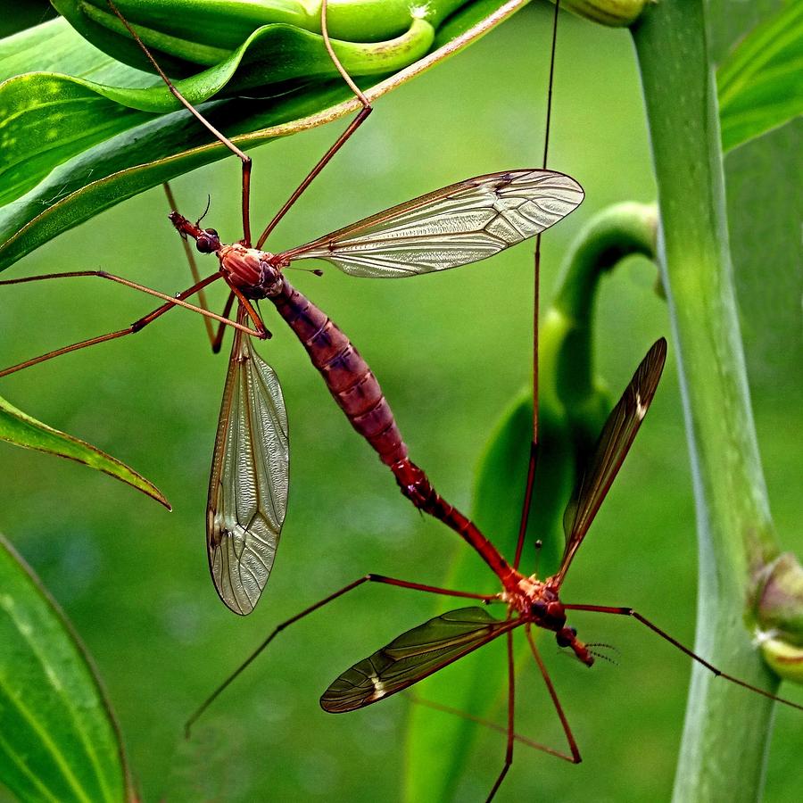Crane Fly Photograph by Nick Kloepping