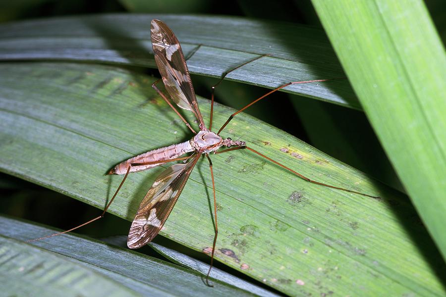Crane Fly Photograph by Sinclair Stammers