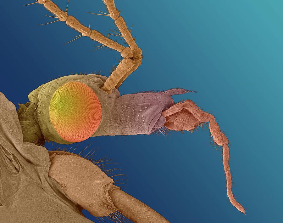 Crane Fly -tipula Sp. Photograph by Dennis Kunkel Microscopy/science Photo Library