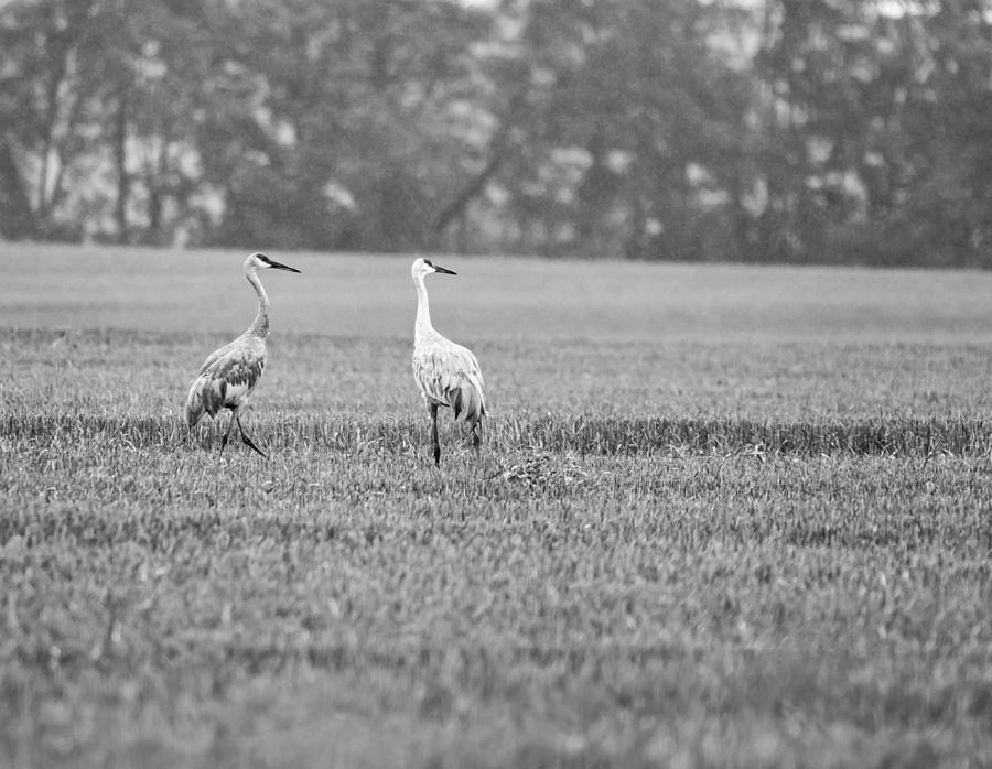 Crane in Black and White 2 Photograph by John Crothers
