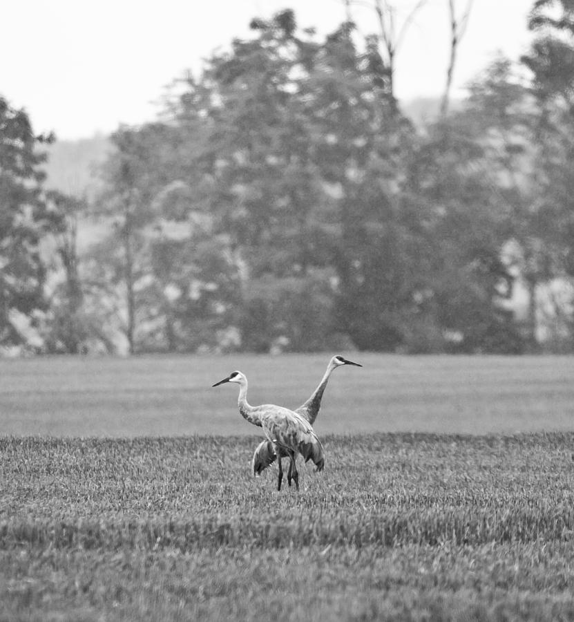 Crane in Black and White Photograph by John Crothers
