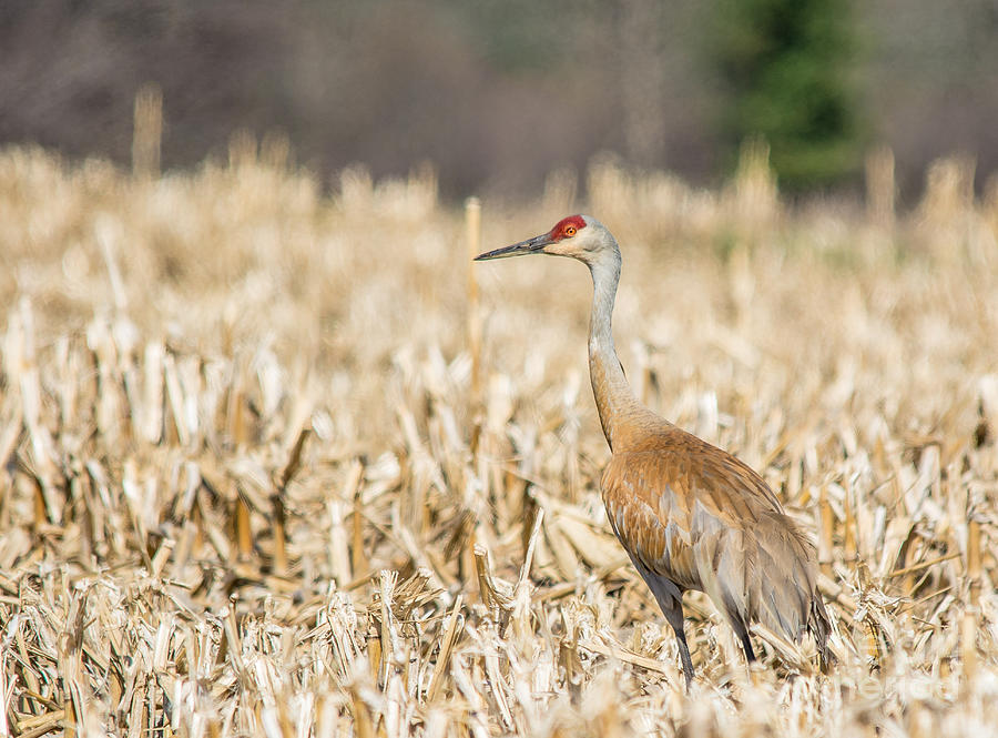 Nature Photograph - Crane in the Field by Cheryl Baxter