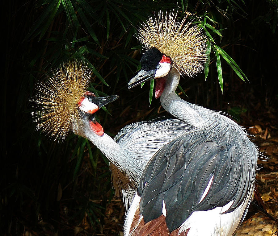 Crane Love Photograph by Paulette Thomas - Fine Art America