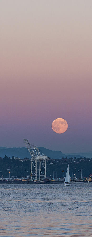 Crane Moon Sail Photograph by Scott Campbell