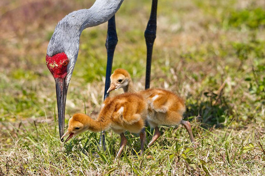 Crane Neck To Feed Chicks Photograph by Phil Stone