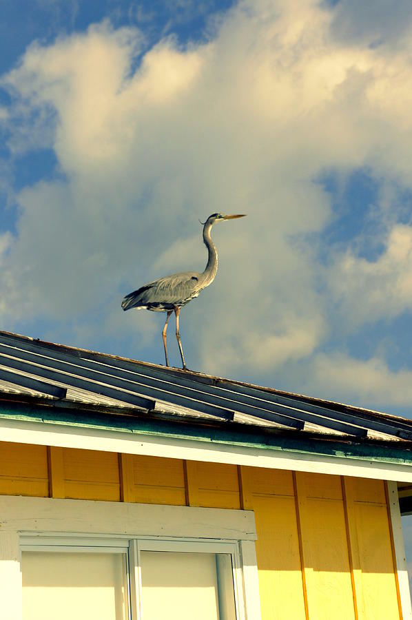 Heron on a Hot Tin Roof Photograph by Laurie Perry
