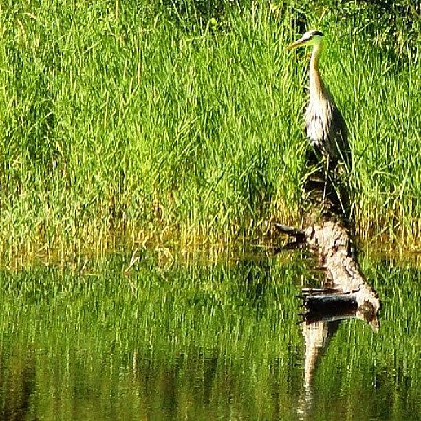 Wildlife Photograph - Crane Or Heron Outside Our Cabin On by David John Weihs