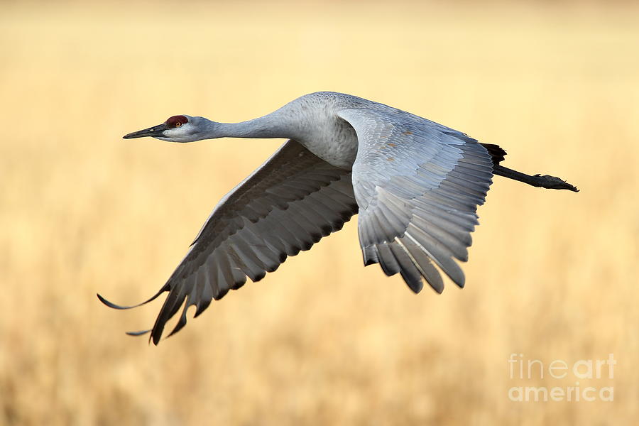 Crane Photograph - Crane over golden field by Bryan Keil