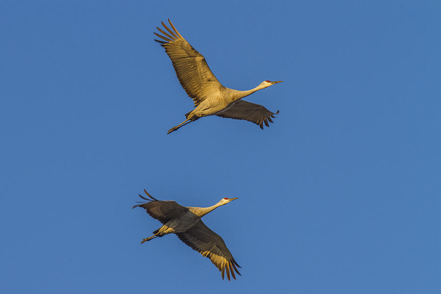 Crane Pair golden light Photograph by Jack R Perry