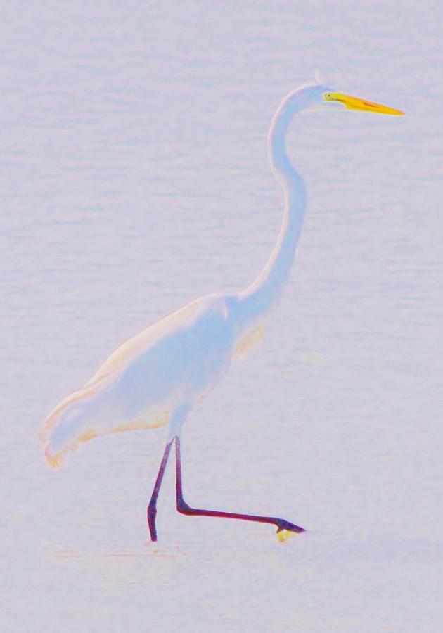 Crane Walking Photograph by Billy Beck