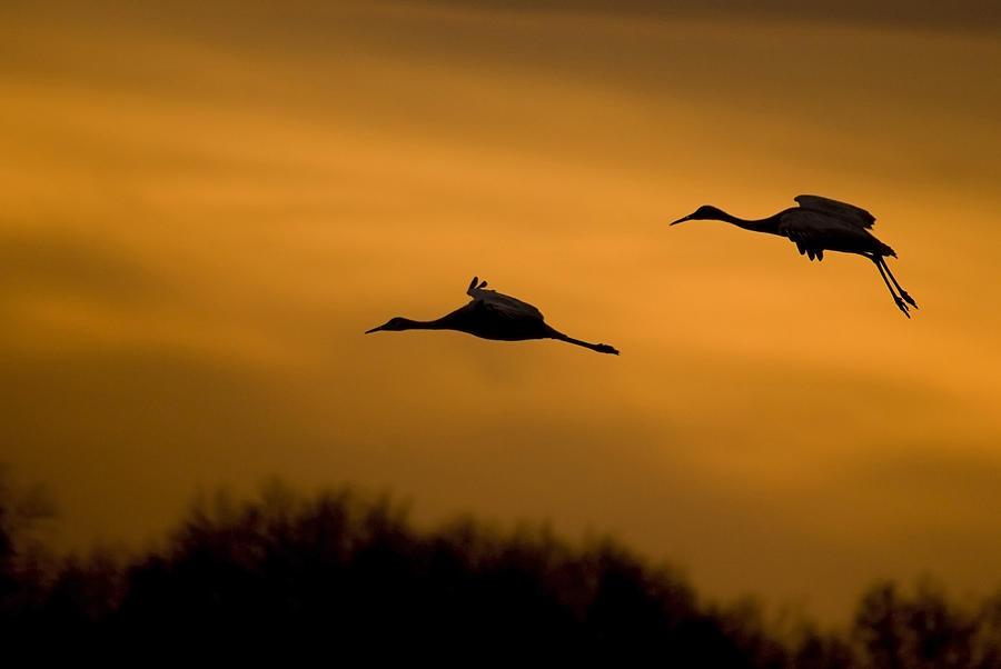 Cranes at Sunset Photograph by Larry Bohlin