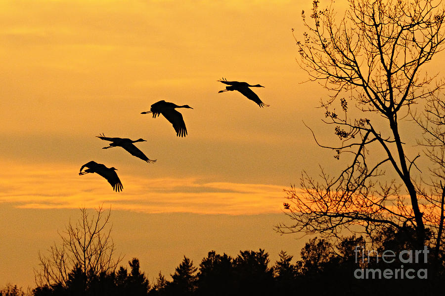 Nature Photograph - Cranes at Sunset by Larry Ricker