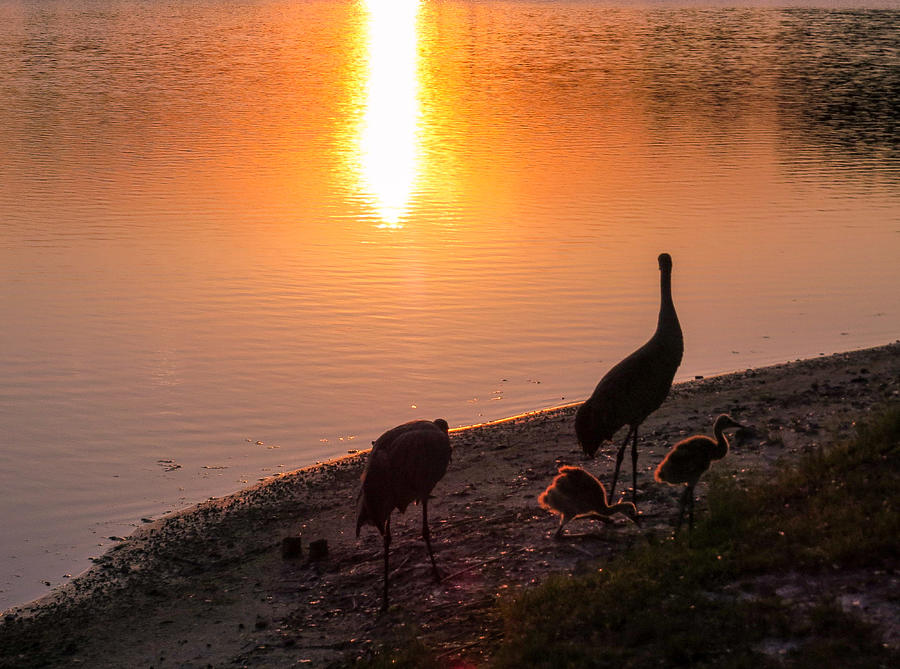 Cranes at sunset Photograph by Zina Stromberg