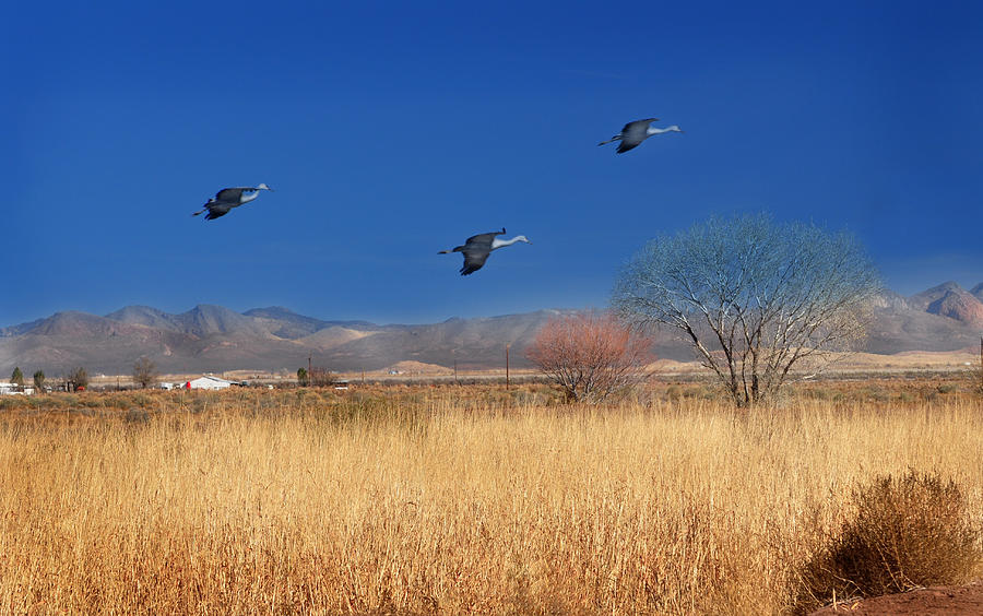 Cranes in Flight Photograph by Barbara Manis