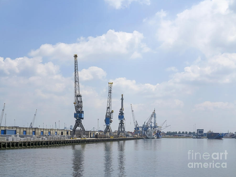 Cranes in harbor Photograph by Patricia Hofmeester